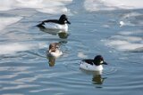 Goldeneye_2026_2