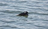 Hooded Merganser