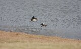 Hooded_Merg_03026