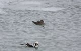 hooded_merganser