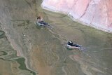 hooded_merganser_2 (1)