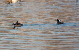 hooded_merganser_2