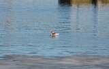 Horned_Grebe