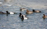 Lesser_Scaup