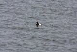 lesser_scaup