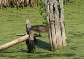 wood_duck_082007