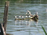 caspian_terns_082007