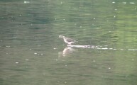 greater_yellowlegs