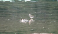 greater_and_lesser_yellowlegs