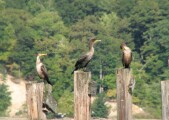 cormorant7