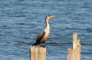 cormorant1