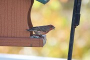 housefinch