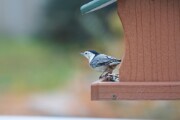 wb_nuthatch_3