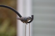 rb_nuthatch_2