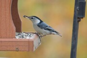 wb_nuthatch_2