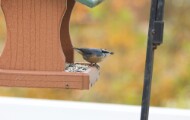 rb_nuthatch_1