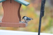 wb_nuthatch_1