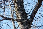 creeper_2