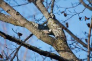 wb_nuthatch_5