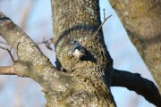 wb_nuthatch_4