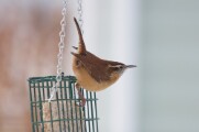 c_wren_1