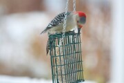 rb_woodpecker_1