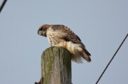 rt_hawk