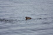 ww_scoter