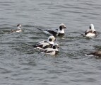 lt_ducks