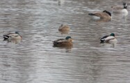 black_duck