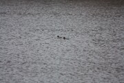goldeneye