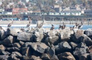 pelican_1