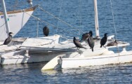 dc_cormorants