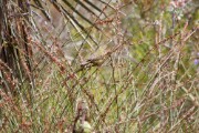 oc_warbler_1