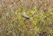 oc_warbler_2
