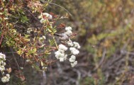 bushtit_1