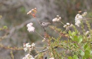bushtit_2