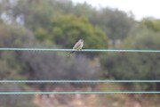 cassins_kingbird