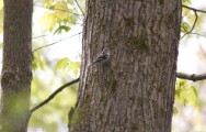 Black and White Warbler