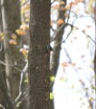 Black and White Warbler