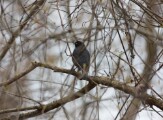 Rusty Blackbird
