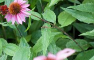 Autumn Meadowhawk