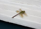 Common Green Darner