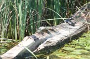 Northern Map Turtle