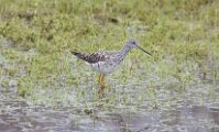 GtrYellowlegs__1_042026
