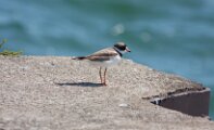 SPPlover_2_072026